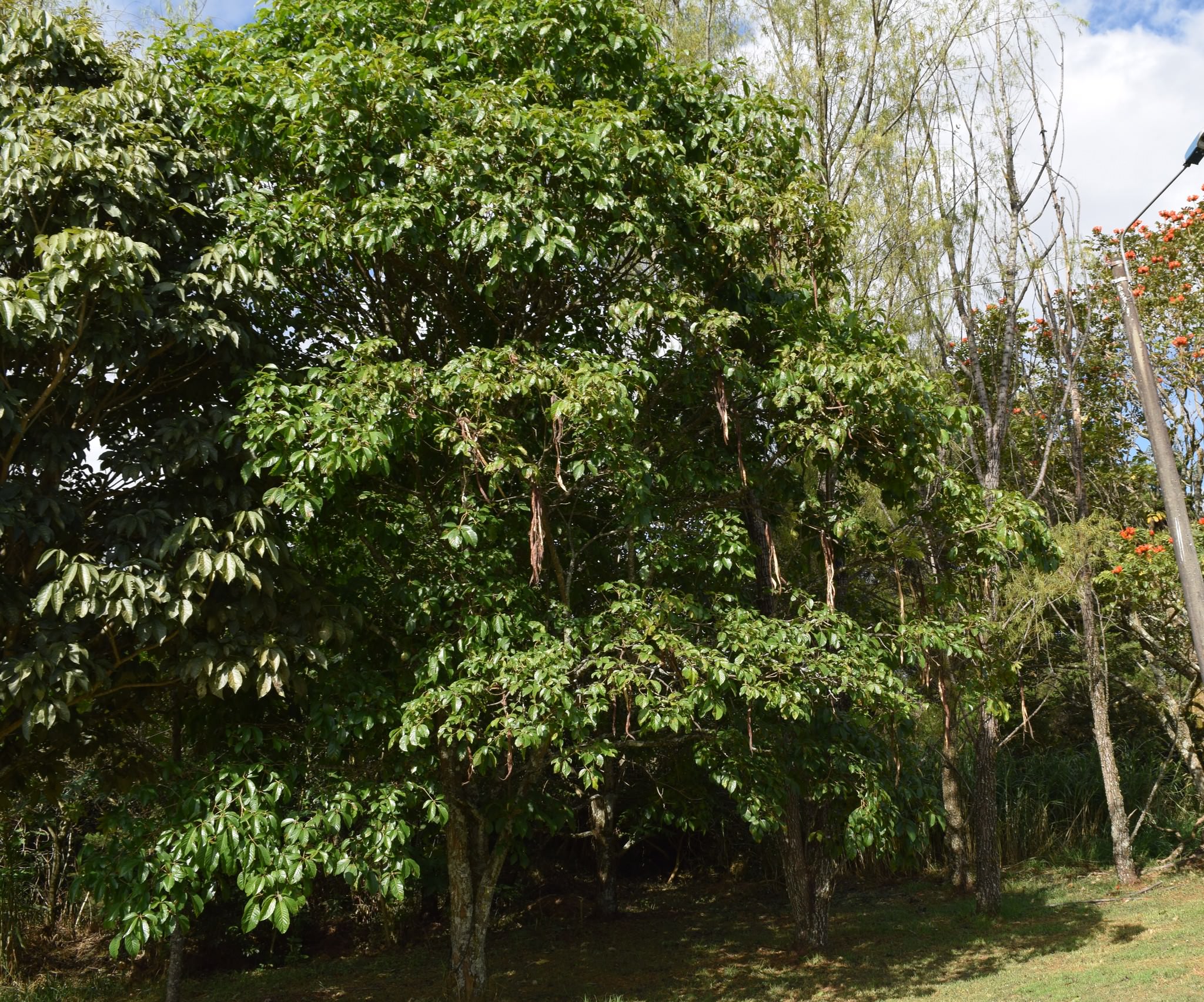 Handroanthus chrysanthus